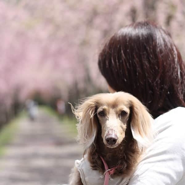 くるみんのインスタグラム：「* 5月2日 花の都公園にて ぼかしすぎて、桜トンネルが分かりづらい件  #ミニチュアダックスフンド #ミニチュアダックスフント #ミニチュアダックス #イザベラタン #イザベラ #ダックス多頭飼い #ダックスフント #ダックス #ダックスフンド #桜 #花の都公園 #わんこなしでは生きていけません会 #ワンコなしでは生きて行けません会 #いぬばか部 #いぬすたぐらむ #短足部 #dachshundgram #dachshund #dachshund_feature #dogstagram #east_dog_japan #instagramdog #instadachs #instadog #kyounodachs #kyounowanko #todayswanko #7pets_1day #ワンコ大好き倶楽部公式 #山中湖  @wanko_love_club」
