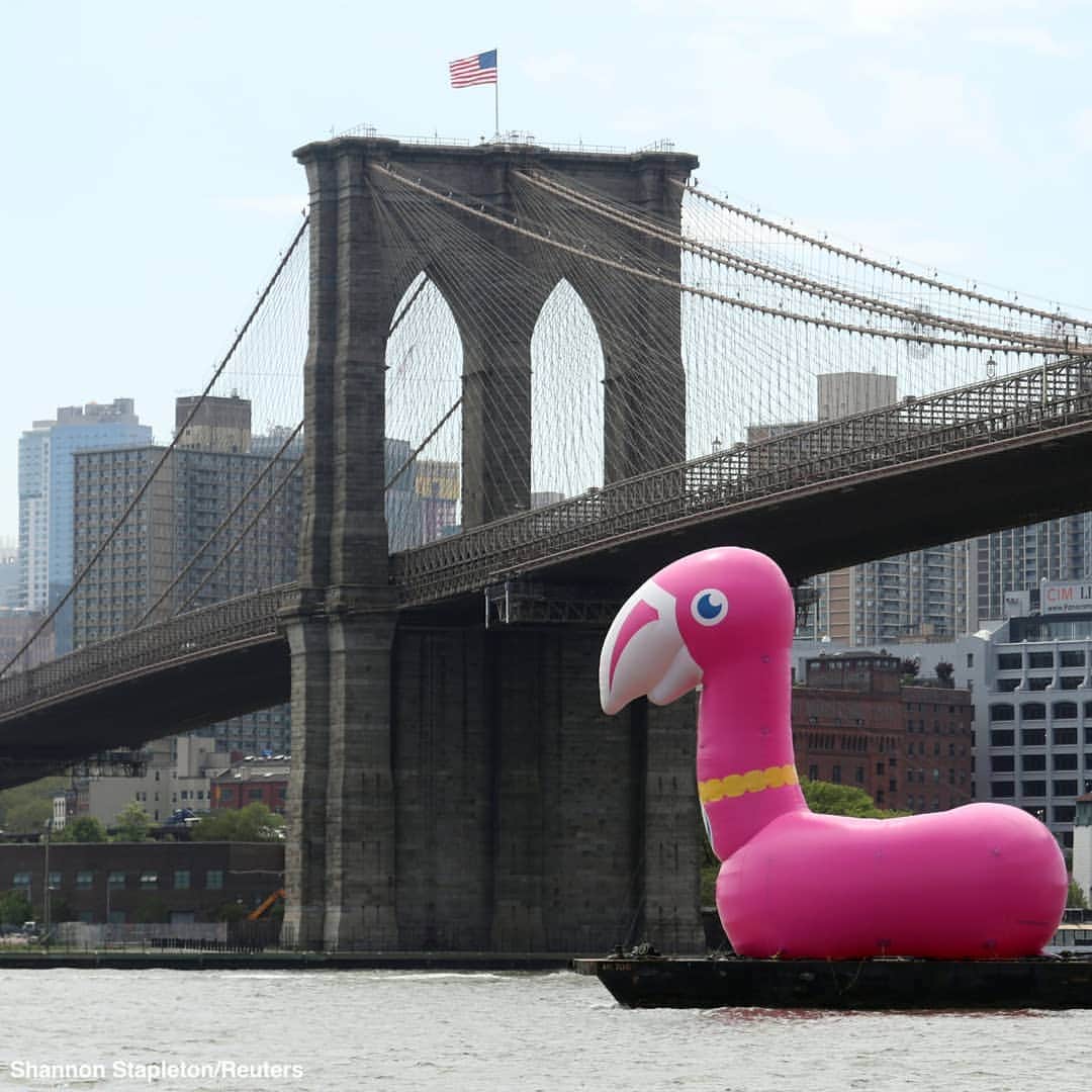 ABC Newsさんのインスタグラム写真 - (ABC NewsInstagram)「It's a gorgeous spring day in New York City...and there's a giant pink flamingo being pulled by a barge through the East River. #newyorkcity #newyork #weird」5月21日 3時33分 - abcnews