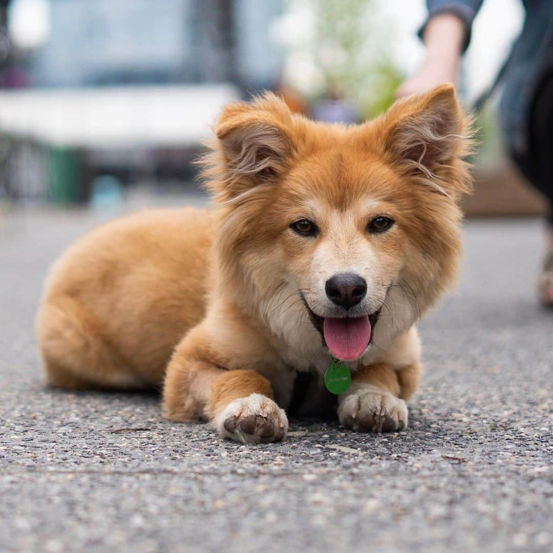 The Dogistさんのインスタグラム写真 - (The DogistInstagram)「Simon, Shiba Inu/Corgi mix (6 m/o), Domino Park - Shot on @SonyAlpha a7r III using their new Animal Eye Autofocus • We love this feature so much, we’re going to give away a SONY camera! The Dogist will be hosting a dog photo contest and the winner will get a brand-new SONY a7R III! I will be picking the winner in two weeks (contest ends June 2nd at 11:59pm EST), so call your dogs over and get snapping! The rules: 1) must follow @SonyAlpha and @thedogist 2) must use hashtags: #SonyAlphaAnimalPortrait and #DogistXSony. We will be announcing the winner on Monday, June 3rd. US residents only. Must be 18 or older to enter – this giveaway is in no way endorsed by Instagram. Can’t wait to see your dog portraits – and remember, focus on the eyes!」5月21日 3時49分 - thedogist