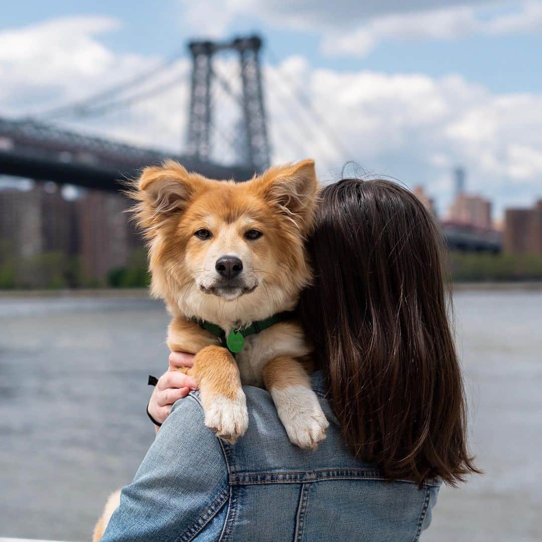 The Dogistさんのインスタグラム写真 - (The DogistInstagram)「Simon, Shiba Inu/Corgi mix (6 m/o), Domino Park - Shot on @SonyAlpha a7r III using their new Animal Eye Autofocus • We love this feature so much, we’re going to give away a SONY camera! The Dogist will be hosting a dog photo contest and the winner will get a brand-new SONY a7R III! I will be picking the winner in two weeks (contest ends June 2nd at 11:59pm EST), so call your dogs over and get snapping! The rules: 1) must follow @SonyAlpha and @thedogist 2) must use hashtags: #SonyAlphaAnimalPortrait and #DogistXSony. We will be announcing the winner on Monday, June 3rd. US residents only. Must be 18 or older to enter – this giveaway is in no way endorsed by Instagram. Can’t wait to see your dog portraits – and remember, focus on the eyes!」5月21日 3時49分 - thedogist