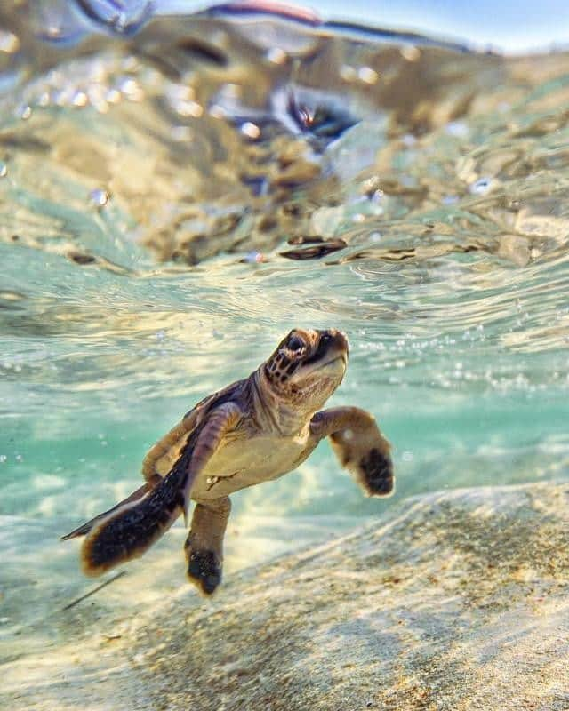 Australiaさんのインスタグラム写真 - (AustraliaInstagram)「Flap your fins if you’re excited for #turtleTuesday! 🐢 @francescaapage spotted this little guy near @heronisland in @queensland, and according to her, “watching hatchlings enter the water for the first time was one of the most magical ocean encounters I have experienced.” Part of the @southerngreatbarrierreef, beautiful little #HeronIsland becomes a significant nesting location for #seaturtles between November to March each year. You can get to this island off the coast of @gladstoneregion by boat, seaplane or helicopter, and stay at the resort onsite. We recommend joining the resort’s complimentary ‘turtle walk’ to learn all the fascinating facts about the turtles that call this spot in the @gbrmarinepark home.  #seeaustralia #thisisqueensland #southerngreatbarrierreef #gladstoneregion #marinelife」5月21日 4時00分 - australia