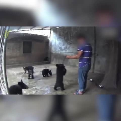 ティモシー・サイクスのインスタグラム：「⚠WARNING GRAPHIC IMAGES⚠ Repost from @karmagawa This is how baby bears are trained to walk upright to entertain people at the circus with their chains made purposely short so that if they don’t stand upright on two legs, they’ll choke. They are left like this for hours and also forced to balance on seesaws...we know this video is tough to watch and their cries are difficult to listen to, but we need your help in sharing this video with your followers and tagging people in the comments who need to see it in order to help us spread awareness about these disgusting practices so we can put an end to them! While many of the battles we fight to save #endangeredspecies are multi-year campaigns with no easy fixes in sight, this is different because this #animalabuse ONLY happens because of people going to the circus and not knowing about detestable practices like this...we can fix that and educate EVERYONE and put a stop to this once and for all! Please join the fight and share this video because these bears deserve better #savethebears #protectanimals #karmagawa」