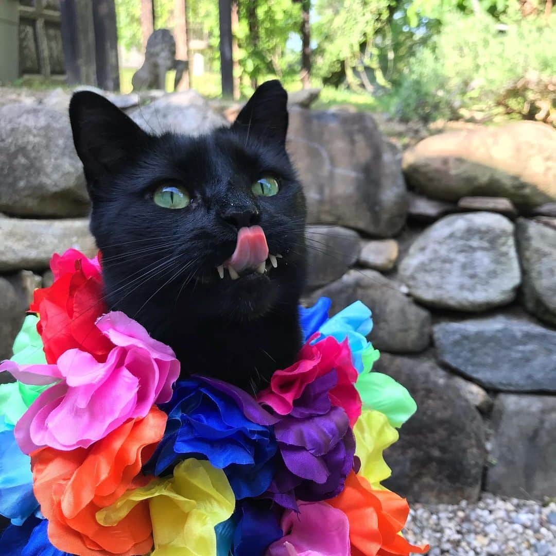 セルジオさんのインスタグラム写真 - (セルジオInstagram)「When it reaches almost 90 degrees so you throw an impromptu backyard luau...🌺🍍🌺🍍🌺 . . #warmweather #howyoudoin #luau #luauparty #monkeybusiness #partycat #catsofinsta #catsofig #catswiththeirtonguesout #cattongue #catslife #igcats #igkitty #vampirecat #rescuecat #happycat #happycatclub #ellenratemycat #catstercats #petco #thedodo #9gagcute #meowed #buzzfeedanimals #buzzfeedcats #catexplorer #catio #catsonleashes #spoiledcat #myfurbaby」5月21日 5時52分 - monkandbean