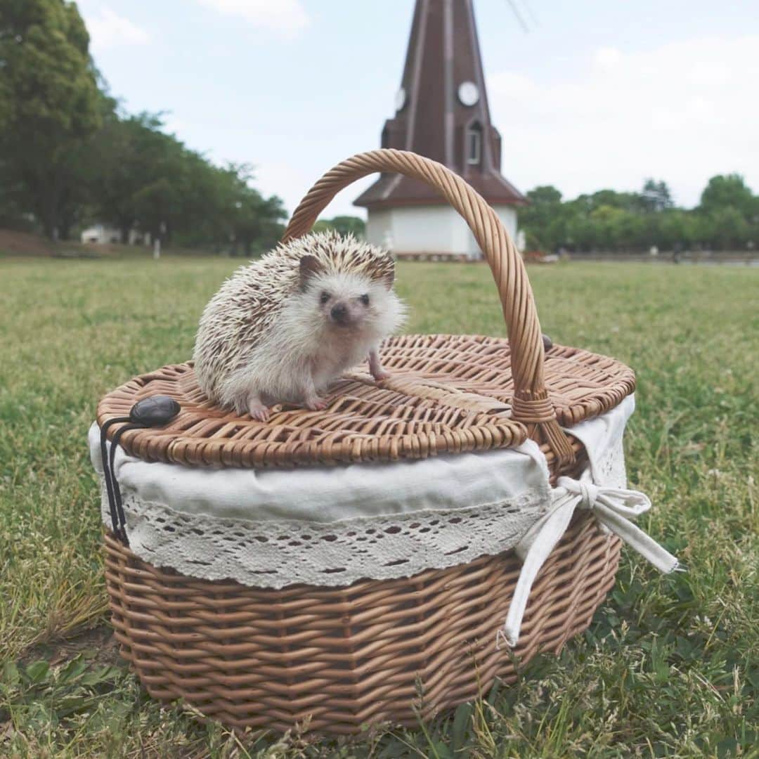 ラド&ティンクさんのインスタグラム写真 - (ラド&ティンクInstagram)「Windmill and wicker basket and hedgehog in grassy park * model ： Rado * * 本当は先週に行こうって決めていて、 でも前日に雨が降ってしまって、 天気は晴れだったけど、芝生の上を走らせたいのに、芝が濡れていたら良く無いねと、断念して。 昨日に予定を変えて。 ピクニックシート敷いてご飯食べてる時は風が強くて寒いかなと心配したけど、少し汗ばむくらいの陽気になって、最高でした✨❤️ ラドパパと籠バスケットと風車と芝生の公園。 4枚目の写真には、下にピグとそらくん。そらくんがピグをピーピー口説いてるところ(笑) * * * #浮間公園 #ラドパパ #はりねずみ #ハリネズミ #針鼠 #ヨツユビハリネズミ #ヘッジホッグ  #ペット #ふわもこ部 #モフモフ #hedgehog #pygmyhedgehog #lovelypet #cuteanimals #hedgehogfamily #hedgie #Hérisson #igel#riccio #Erizo #고슴도치 #刺猬 #pecotv」5月21日 6時14分 - rado_pompon