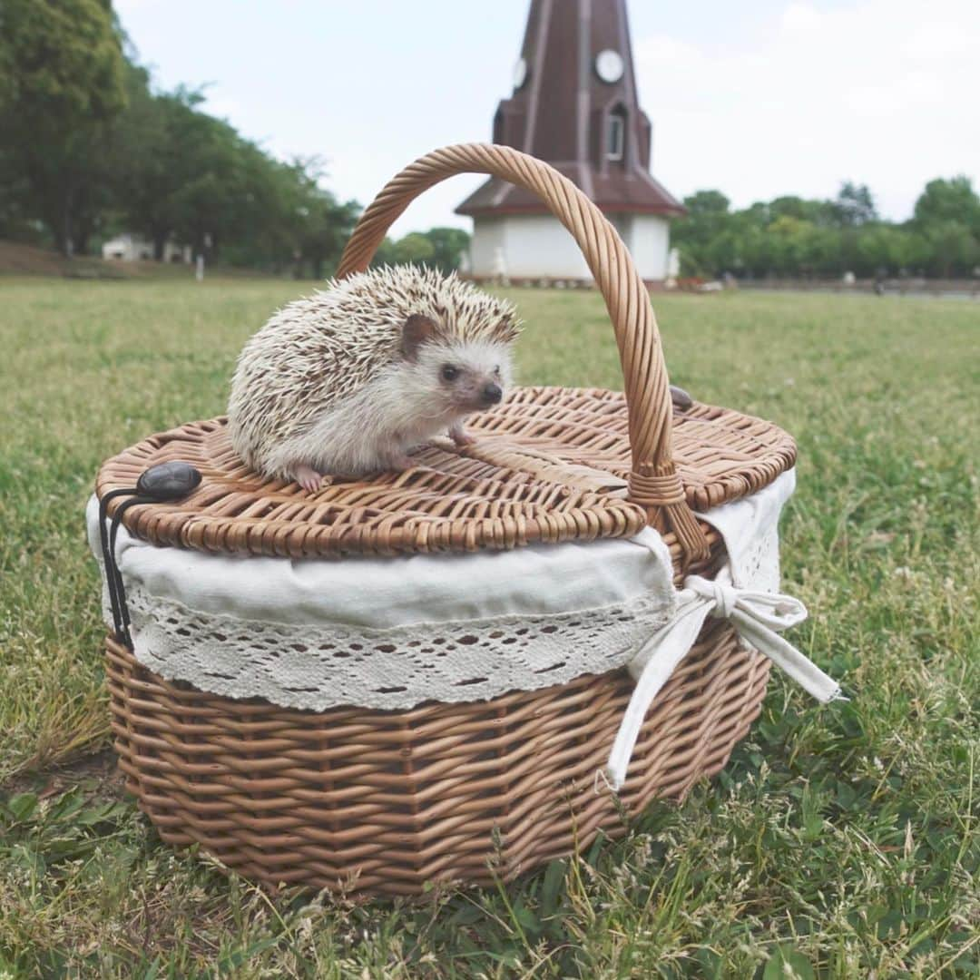 ラド&ティンクさんのインスタグラム写真 - (ラド&ティンクInstagram)「Windmill and wicker basket and hedgehog in grassy park * model ： Rado * * 本当は先週に行こうって決めていて、 でも前日に雨が降ってしまって、 天気は晴れだったけど、芝生の上を走らせたいのに、芝が濡れていたら良く無いねと、断念して。 昨日に予定を変えて。 ピクニックシート敷いてご飯食べてる時は風が強くて寒いかなと心配したけど、少し汗ばむくらいの陽気になって、最高でした✨❤️ ラドパパと籠バスケットと風車と芝生の公園。 4枚目の写真には、下にピグとそらくん。そらくんがピグをピーピー口説いてるところ(笑) * * * #浮間公園 #ラドパパ #はりねずみ #ハリネズミ #針鼠 #ヨツユビハリネズミ #ヘッジホッグ  #ペット #ふわもこ部 #モフモフ #hedgehog #pygmyhedgehog #lovelypet #cuteanimals #hedgehogfamily #hedgie #Hérisson #igel#riccio #Erizo #고슴도치 #刺猬 #pecotv」5月21日 6時14分 - rado_pompon