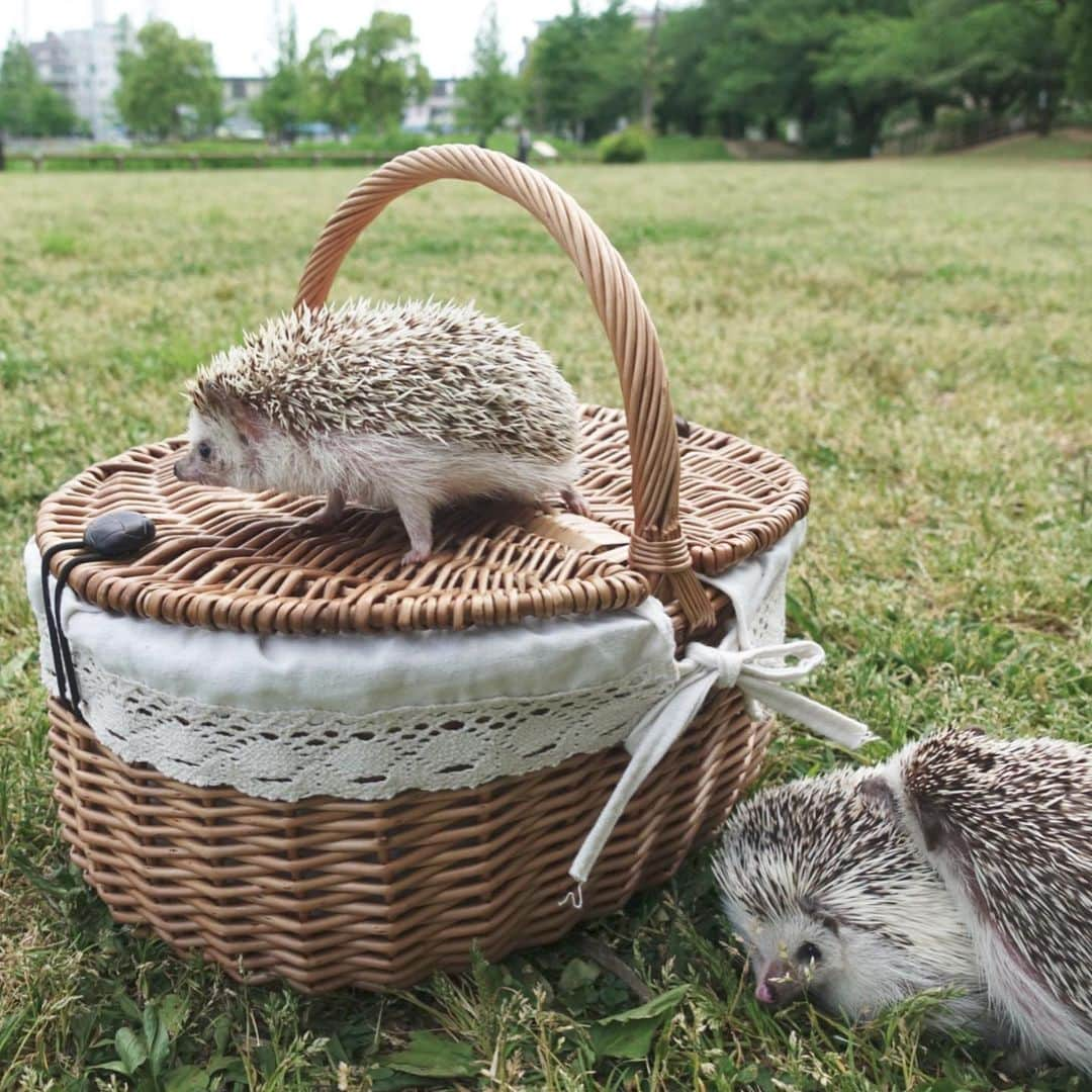 ラド&ティンクさんのインスタグラム写真 - (ラド&ティンクInstagram)「Windmill and wicker basket and hedgehog in grassy park * model ： Rado * * 本当は先週に行こうって決めていて、 でも前日に雨が降ってしまって、 天気は晴れだったけど、芝生の上を走らせたいのに、芝が濡れていたら良く無いねと、断念して。 昨日に予定を変えて。 ピクニックシート敷いてご飯食べてる時は風が強くて寒いかなと心配したけど、少し汗ばむくらいの陽気になって、最高でした✨❤️ ラドパパと籠バスケットと風車と芝生の公園。 4枚目の写真には、下にピグとそらくん。そらくんがピグをピーピー口説いてるところ(笑) * * * #浮間公園 #ラドパパ #はりねずみ #ハリネズミ #針鼠 #ヨツユビハリネズミ #ヘッジホッグ  #ペット #ふわもこ部 #モフモフ #hedgehog #pygmyhedgehog #lovelypet #cuteanimals #hedgehogfamily #hedgie #Hérisson #igel#riccio #Erizo #고슴도치 #刺猬 #pecotv」5月21日 6時14分 - rado_pompon