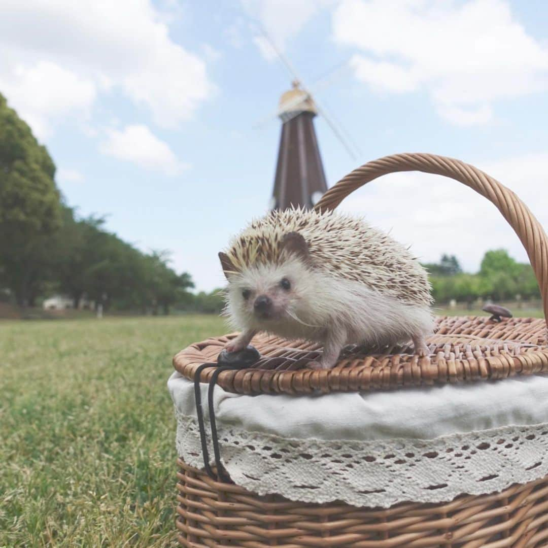 ラド&ティンクさんのインスタグラム写真 - (ラド&ティンクInstagram)「Windmill and wicker basket and hedgehog in grassy park * model ： Rado * * 本当は先週に行こうって決めていて、 でも前日に雨が降ってしまって、 天気は晴れだったけど、芝生の上を走らせたいのに、芝が濡れていたら良く無いねと、断念して。 昨日に予定を変えて。 ピクニックシート敷いてご飯食べてる時は風が強くて寒いかなと心配したけど、少し汗ばむくらいの陽気になって、最高でした✨❤️ ラドパパと籠バスケットと風車と芝生の公園。 4枚目の写真には、下にピグとそらくん。そらくんがピグをピーピー口説いてるところ(笑) * * * #浮間公園 #ラドパパ #はりねずみ #ハリネズミ #針鼠 #ヨツユビハリネズミ #ヘッジホッグ  #ペット #ふわもこ部 #モフモフ #hedgehog #pygmyhedgehog #lovelypet #cuteanimals #hedgehogfamily #hedgie #Hérisson #igel#riccio #Erizo #고슴도치 #刺猬 #pecotv」5月21日 6時14分 - rado_pompon