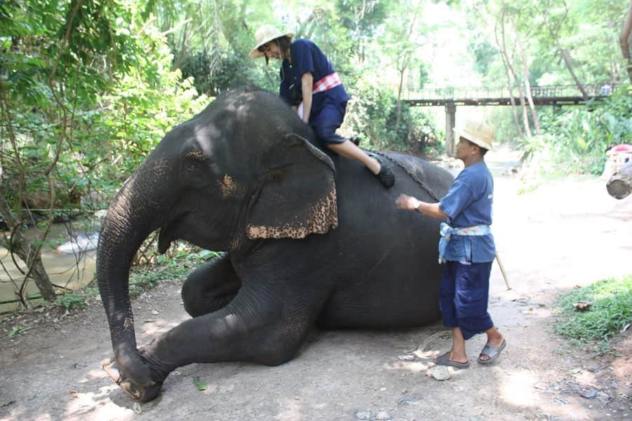 古賀あかねさんのインスタグラム写真 - (古賀あかねInstagram)「象の乗り方をレポート🐘  2〜3枚目、重かったのかな？笑 象が踏ん張ってる顔してて申し訳ない🤣 #あかね旅グラム  #maesaelephantcamp #Chiengmai #thailand  #チェンマイ #タイ」5月21日 16時18分 - iam.akanetan