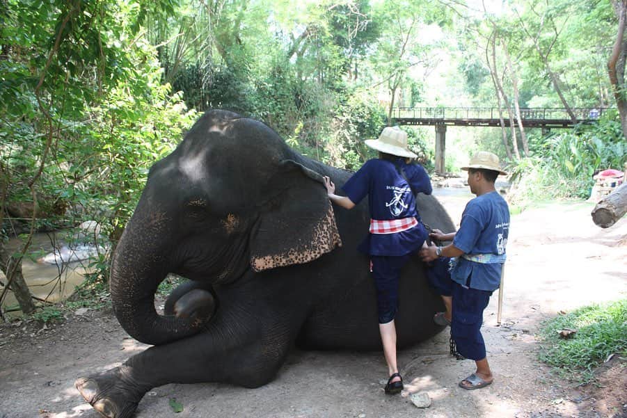古賀あかねさんのインスタグラム写真 - (古賀あかねInstagram)「象の乗り方をレポート🐘  2〜3枚目、重かったのかな？笑 象が踏ん張ってる顔してて申し訳ない🤣 #あかね旅グラム  #maesaelephantcamp #Chiengmai #thailand  #チェンマイ #タイ」5月21日 16時18分 - iam.akanetan