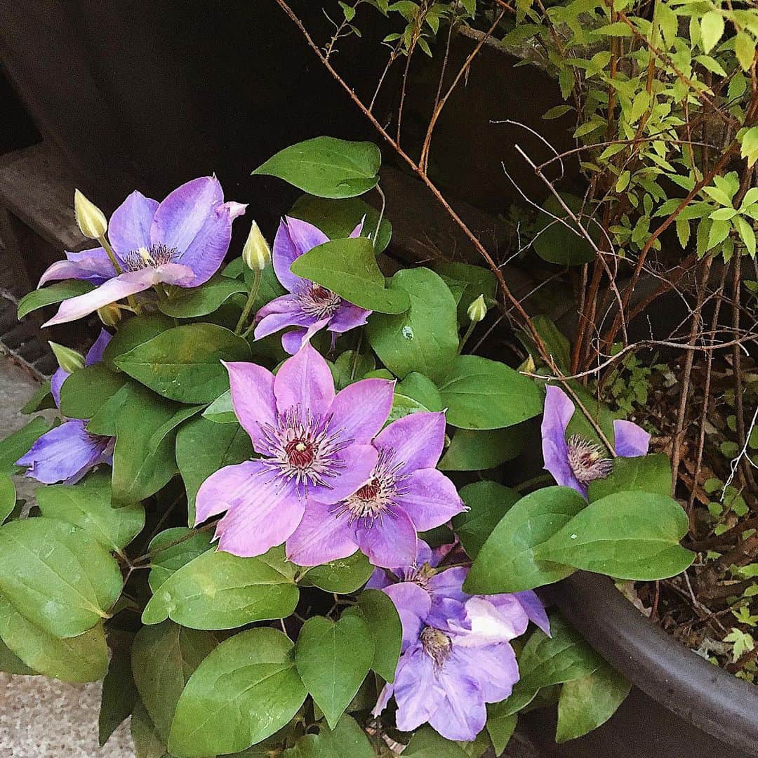 舞雛かのんさんのインスタグラム写真 - (舞雛かのんInstagram)「💜💜 綺麗なお花を見つけました✿. . 紫色のお花を見つけると、なんだか嬉しくなっちゃいます...❤︎. . これって私だけかな...？ . #綺麗なお花 #見つけた #宝塚のお花がすみれだったから #紫色のお花を見つけるとなんだか嬉しくなる」5月21日 16時20分 - mizho_601