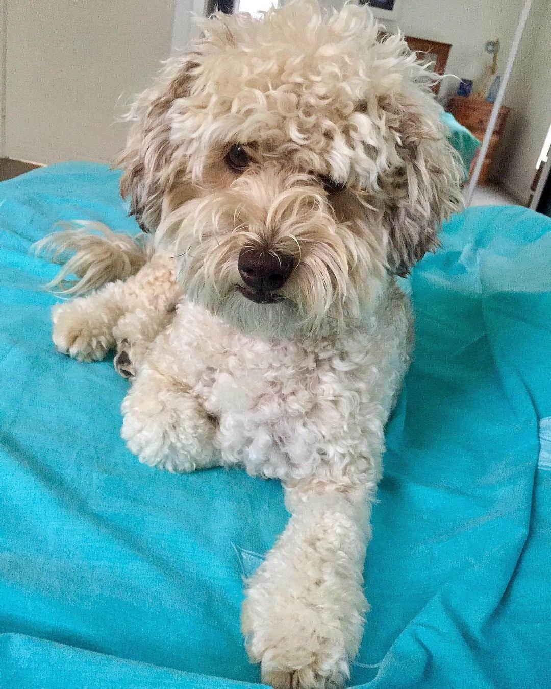 シャーニ・ヴィンソンのインスタグラム：「Adopting this little fluff nugget was the best decision I’ve ever made! @jaggerpoo #NationalDogRescueDay 🐶 #adoptdontshop #rescuedog」