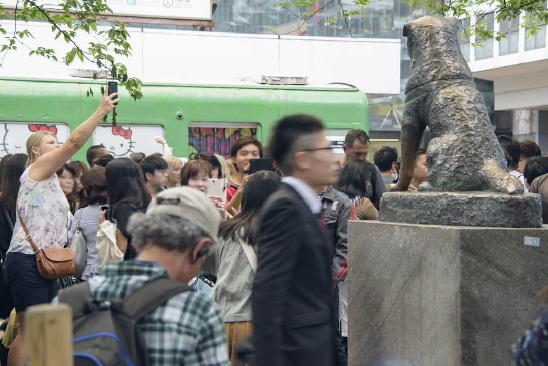 東京都庁広報課さんのインスタグラム写真 - (東京都庁広報課Instagram)「「渋谷駅ハチ公前(渋谷区）／shibuyaSutation(2019.5撮影)」最寄駅：渋谷駅 　#渋谷 #渋谷駅　#ハチ公 #渋谷スクランブルスクエア　#shibuya #Hachiko　#shibuyaSutation #beautifuldestinations #tokyotrip #tokyotravel #passionpassport #tokyojapan #instatokyo #loves_nippon #phos_japan #bestjapanpics #cooljapan #japan_of_insta #discovertokyo #photo_jpn #東京観光 #東京旅行 #illgrammers #景色 #お出かけ #東京 #Tokyo #东京 #도쿄 #tokyogood」5月21日 16時30分 - tocho_koho_official