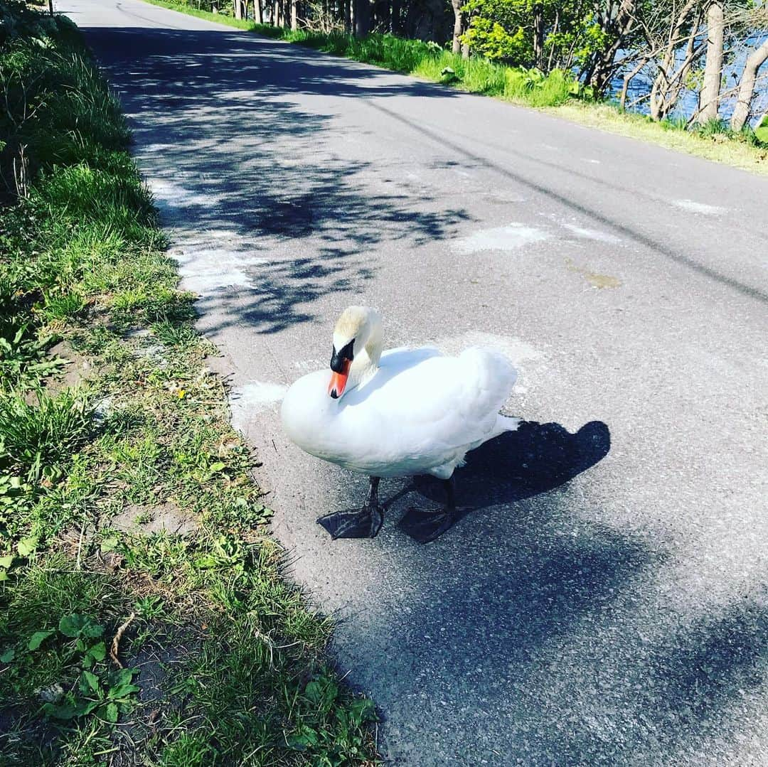 D[di:]さんのインスタグラム写真 - (D[di:]Instagram)「久しぶりの帰省5 羊蹄山アニマルシリーズは続くんです 1.洞爺湖に昔から？いるらしい野良白鳥 2.渡りをせずに洞爺に残ってる子は数羽いるらしい。 3.ゆっくりとブヒブヒ言いながら道路横断。 写真を撮っていたら、観光客から餌をせびるうちに凶暴化したのか威嚇される。でかいのでビビりました。 4.素敵ガラス工房グラグラさん 5.6.引っ越ししたら、ここのグラスライト買いたい… 7.#レイクヒルファーム のナギイチオシジェラート。わたしは、カムイソルトミルクとヨモギ味をチョイス。ヨモギ感ハンパない。めちゃ好み❤️ 8.レイクヒルファームにいらっしゃるヤギのユキちゃんと羊蹄山 9.汗ばみ系山羊アイドル、ユキちゃんとワタス 10.羊蹄山のあの世感」5月21日 16時35分 - deeth