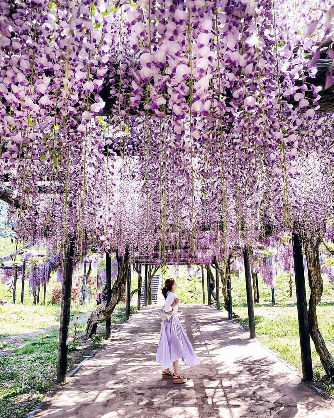 のインスタグラム：「𓂃𓇢𓇡 藤はほんとのほんとに素敵でした𓇠𓇢𓇡 𓆸𓆸  来年も逢えますように♡ 藤おしまい𓅟♡ ‥‥‥‥‥‥‥‥‥‥‥‥‥‥‥‥‥‥‥‥‥‥‥‥‥‥‥‥‥‥‥‥‥ #storyofmylife#discoverjapan#discover_earth#flowerslovers#flowerstyles#floweroflife#flower_perfection#flowerstagram#flowerporn#floweroftheday#postcardsfromtheworld#postcardplaces#flowerfields#prettylittletrips#discoverearth#momentslikethese#blooms#flowertalking#bouquet#bouquets#flyjal#wisteria#genic_japan#藤#花のある暮らし#楽天忘れられない絶景#jtbで旅したい#藤棚#藤まつり」