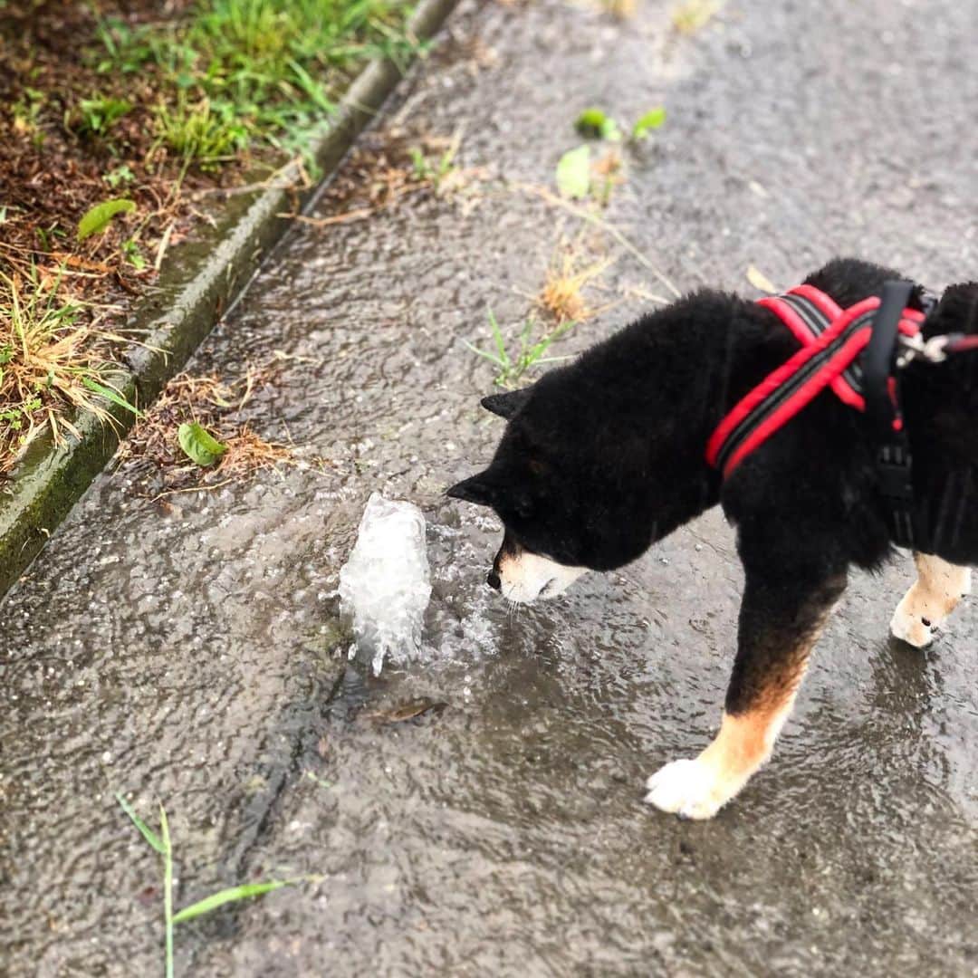 小川博永さんのインスタグラム写真 - (小川博永Instagram)「大雨で水が噴き出してる。  #濡れまる  #今朝まる #ししまる #dog #dogs #柴犬 #黒柴」5月21日 8時42分 - ogawahironaga