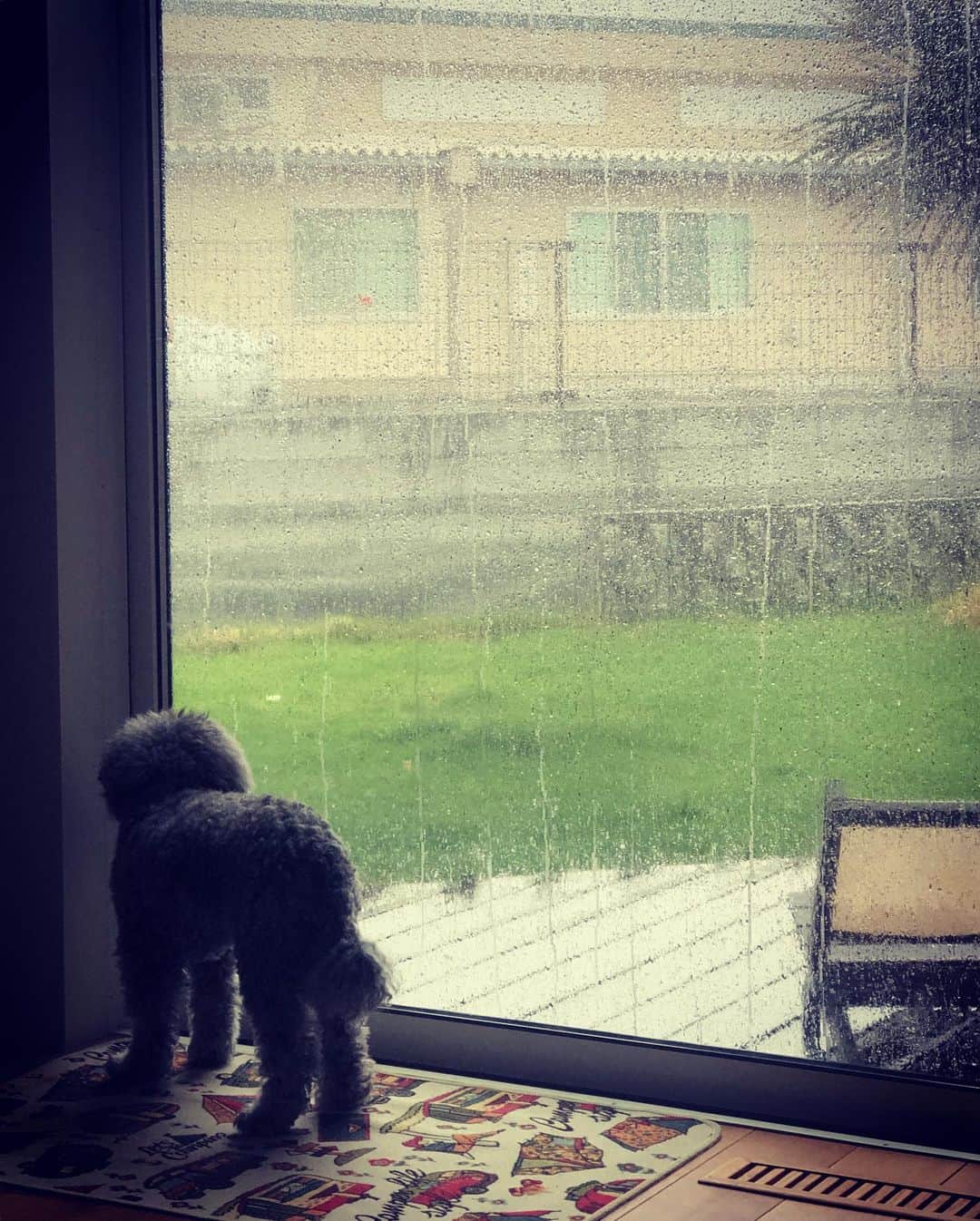 minminさんのインスタグラム写真 - (minminInstagram)「・ 大雨です☔️ 心配そうに外を見る爺ワン2号 そんなの気にもしない爺ワン1号 ・ ・ #大雨#雨#爺ワンズ#愛犬#dog#いぬのいる暮らし #いぬすたぐらむ#トイプードル#キャンプマット」5月21日 8時45分 - amiagram
