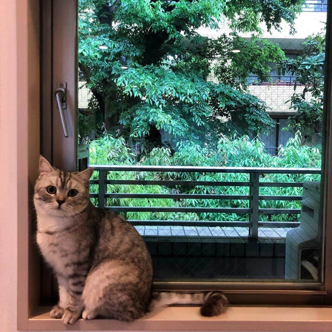 雨宮朋絵さんのインスタグラム写真 - (雨宮朋絵Instagram)「#rain #cat」5月21日 8時53分 - amemiyatomoe