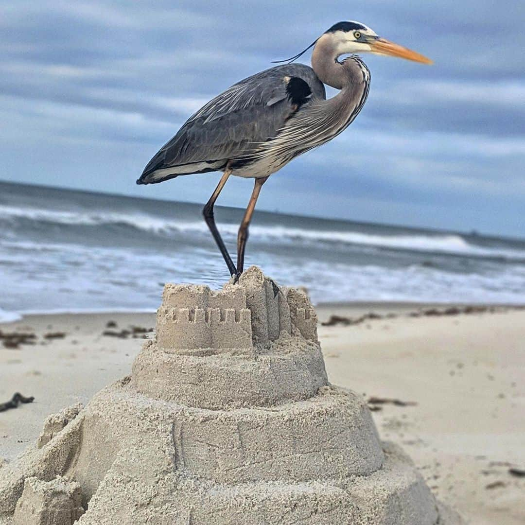 アメリカ内務省さんのインスタグラム写真 - (アメリカ内務省Instagram)「This great blue heron wins the throne at Bon Secour National #WildlifeRefuge in #Alabama. The refuge got its name from the French meaning “safe harbor,” which is very appropriate considering the vital space this oceanside refuge provides for native flora and fauna. As the surrounding area becomes increasingly developed, #BonSecour is indeed a natural oasis of wildlands. So come enjoy the beach, fish, photograph and relax. Just remember because this area is important to nesting sea turtles, we ask if you build or dig in the sand that you smooth over it before you leave. Sandcastles are clearly embraced by the local heron population, but they can get in the way of sea turtles nesting or hatching. Photo courtesy of Benito Miranda (@benitomiranda). #usinterior」5月21日 9時00分 - usinterior