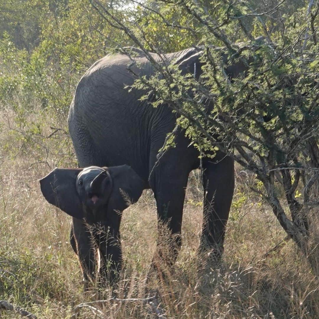 ジェシカ・バーチアーガのインスタグラム：「Seeing these beautiful animals in their natural habitat was the experience of a lifetime 🐘🇿🇦❤️ and can you believe this precious baby elephant smiled right at my camera for me ☺️🤣 printing this asap!」