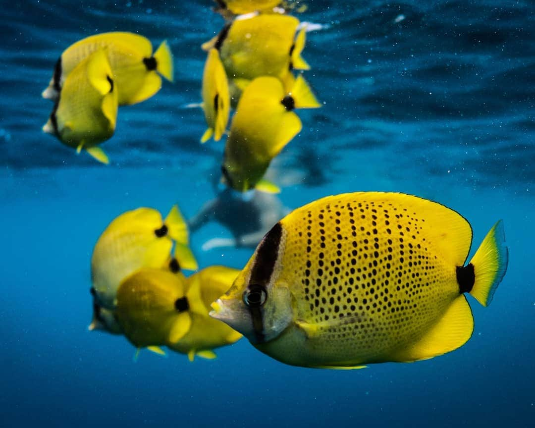 And Youさんのインスタグラム写真 - (And YouInstagram)「Fish are friends.... and sometimes food . . . . . . #oahuvacation #oceanlife #hawaiioahu #sealife #gohawaii #lovehawaii #dolphintours #snorkeling」5月21日 9時14分 - dolphinsandyou