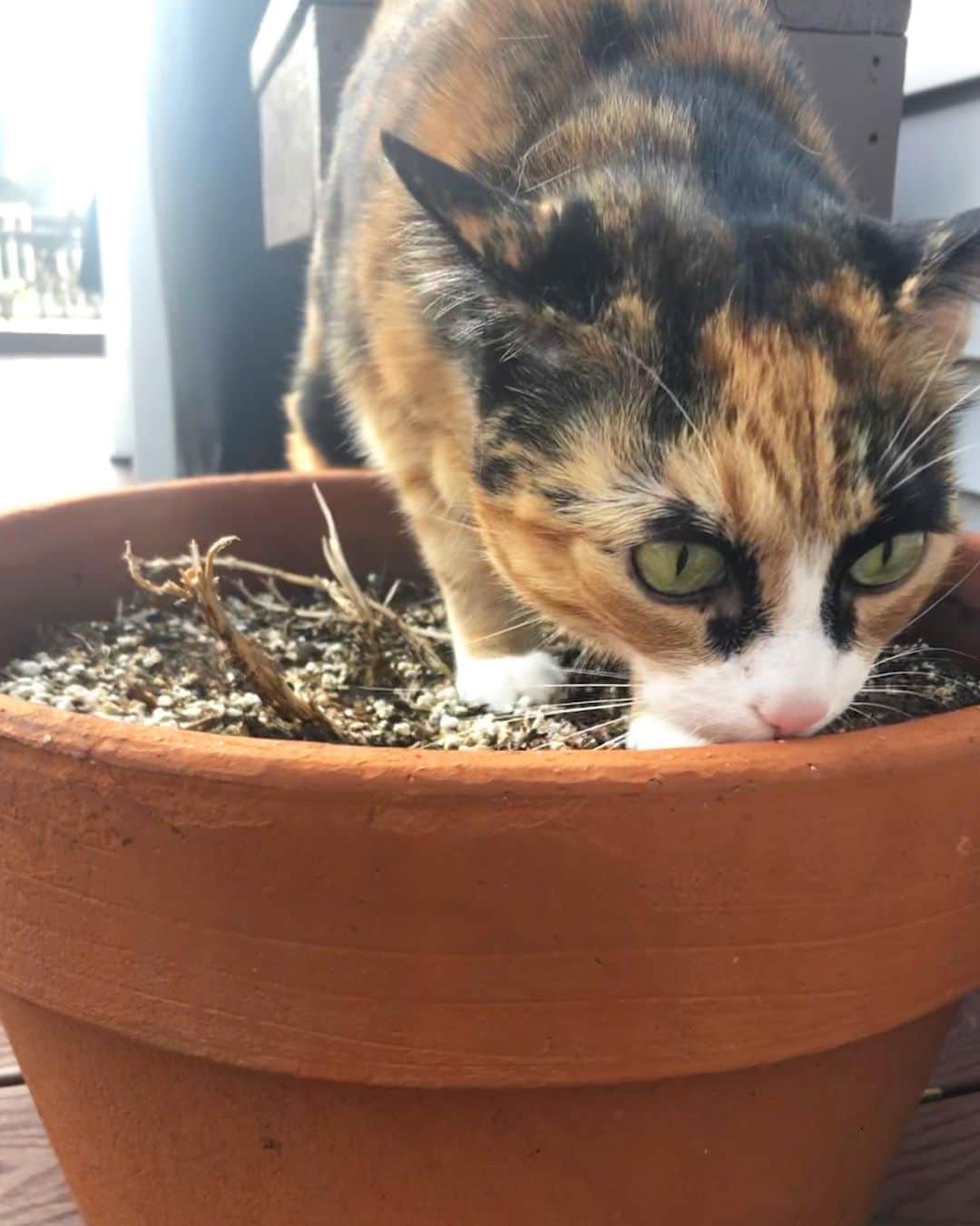 リリーのインスタグラム：「Getting my little paws dirty with my green thumb 🌼🌸🌺」