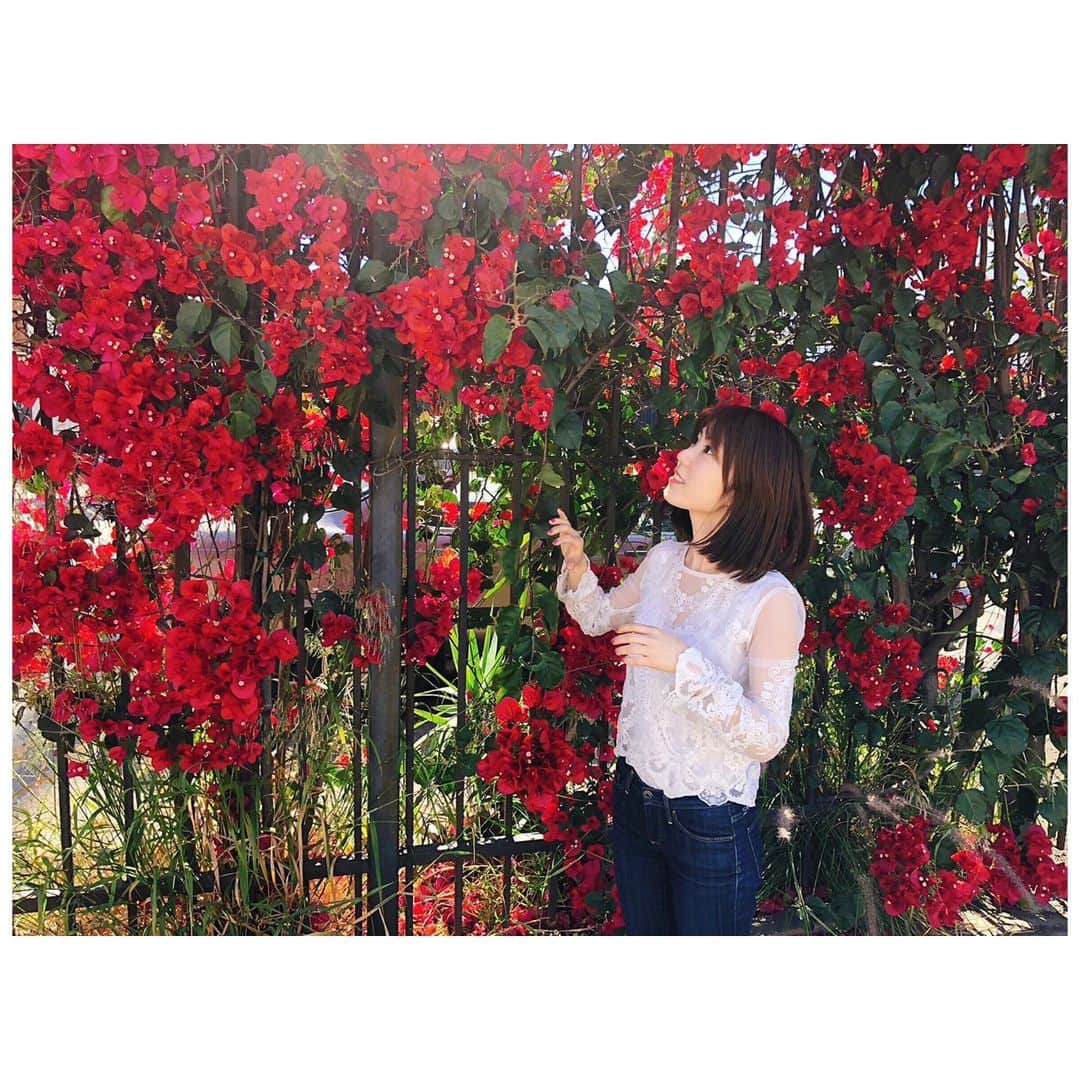 山本紗也加さんのインスタグラム写真 - (山本紗也加Instagram)「_ 海外のこの真っ赤な お花が綺麗ですき。 _ #flower#RED #なんてお花だろう」5月21日 9時39分 - sayaka_yamamoto_official