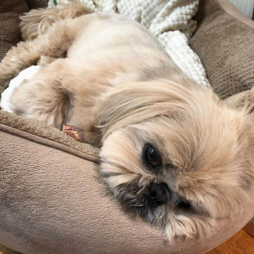 Dougie the Shih Tzuさんのインスタグラム写真 - (Dougie the Shih TzuInstagram)「Saving that snack for later.」5月21日 9時41分 - dailydougie