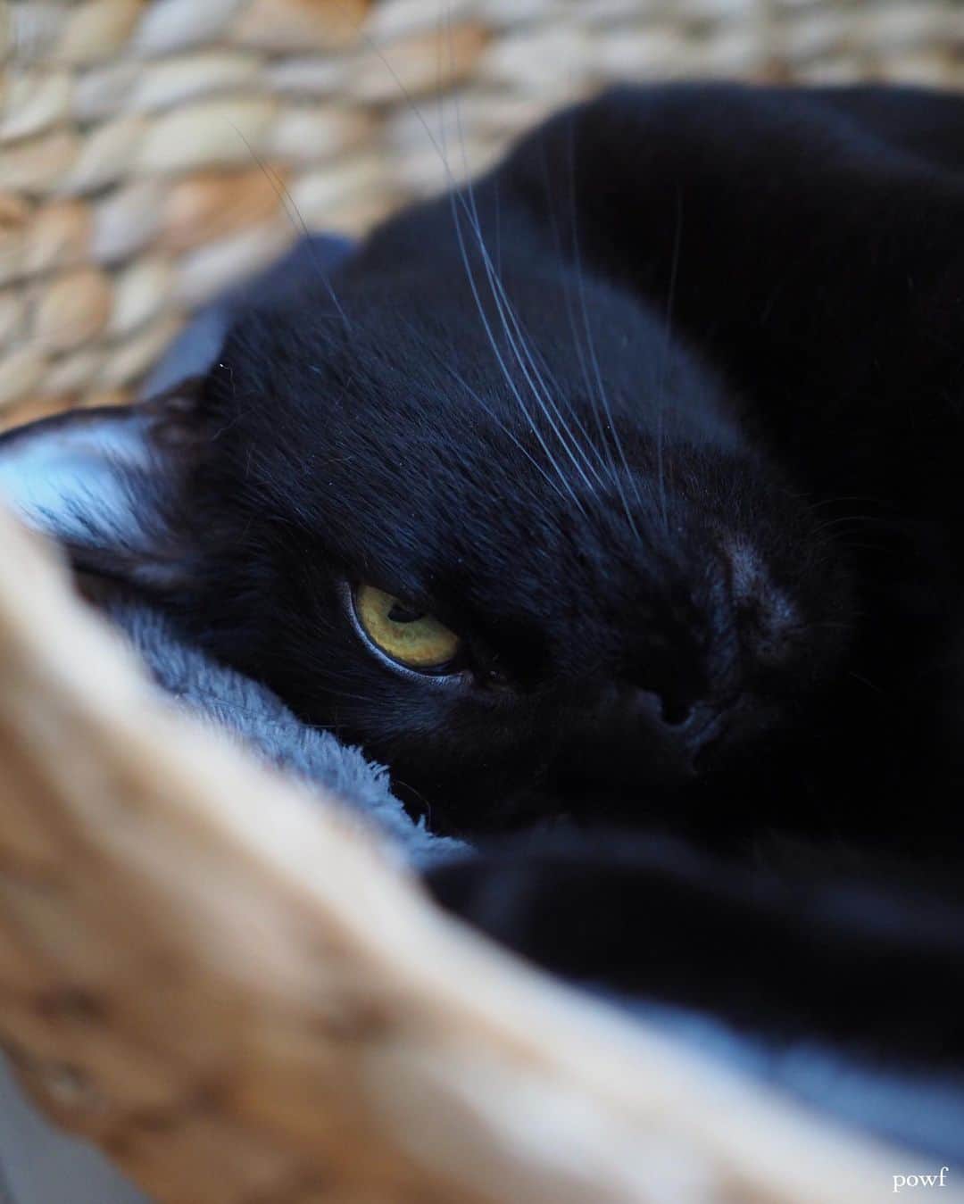 anemone_69さんのインスタグラム写真 - (anemone_69Instagram)「. 雨風のピーク時に 出勤することになりそう。 . 🌀🌬🚲🌀 . . #ハカセとキョウジュ #blackcat #黒猫 #cat #猫 #保護猫 . . .」5月21日 9時46分 - powf