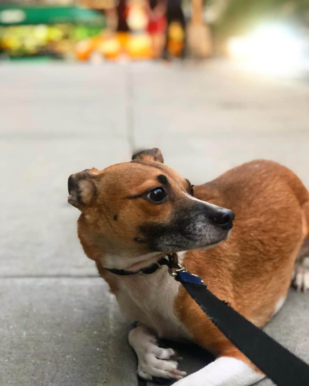 コリン・ドネルさんのインスタグラム写真 - (コリン・ドネルInstagram)「Portrait of a Pup who gets so anxious sometimes and just won’t walk so I have to carry him like a baby for three blocks while people look at me like the crazy dog person I am. #dogsofinstagram #spoiled #milo」5月21日 9時57分 - colindonnell