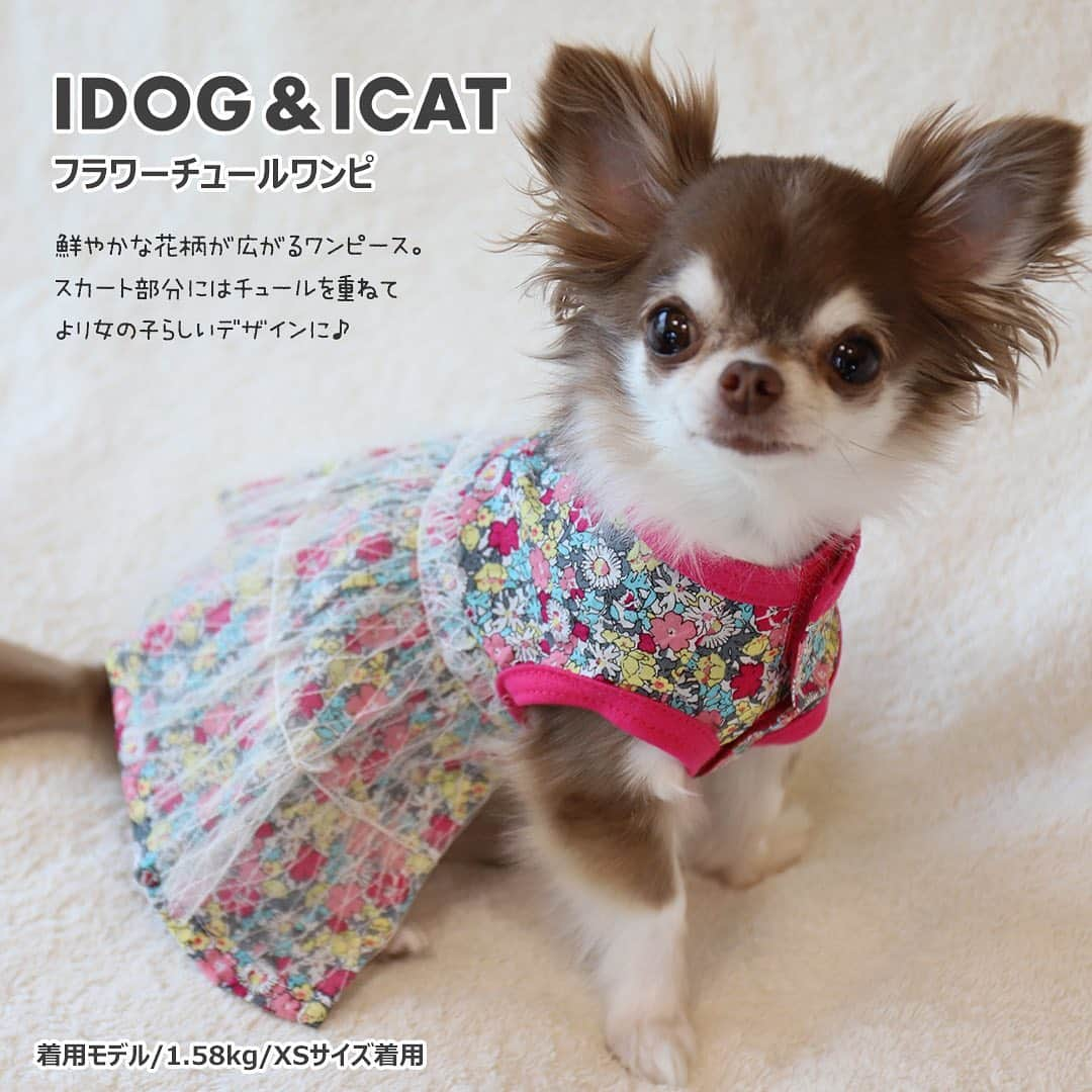 iDog&iCatさんのインスタグラム写真 - (iDog&iCatInstagram)「. 【1枚1080円～大人気プチプラウェア発売開始！】 . IDOG&ICATでは5/20より、販売開始しております♪ 楽天店舗URL：https://item.rakuten.co.jp/idog/c/0000000129/ . 寒い冬を越え、だんだんと暖かくなってきた今日この頃。 今すぐから暑い夏まで着られる春夏ウェアを多数販売♪ . パイル素材のタンクやCOOL MEまで！ 安くてカワイイウェアが6型UP♪ 在庫限りで販売終了になるので、お気に入りが見つかりましたら、お早目にどうぞ★ . イベントの詳細はプロフィールのURLからご確認ください♪ . . IDOG&ICAT公式LINEをお友達登録でお得な情報をゲットしよう！LINE ID『 ＠idogicat 』で検索♪ . #iDog #iDogiCat #iCat #ペット服 #ドッグウェア #新作 #プチプラ #犬服 #犬の服 #犬の服iDog #犬 #超小型犬 #小型犬 #中型犬  #キャットウェア #猫服 #猫の服 #猫の服iCat #猫#わんすたぐらむ #dog #にゃんすたぐらむ #cat #チワワ#トイプードル #ミニチュアダックスフンド#MIX犬」5月21日 9時52分 - idogicat