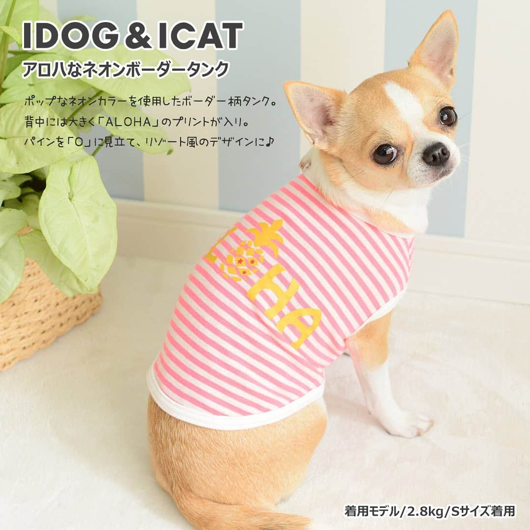 iDog&iCatさんのインスタグラム写真 - (iDog&iCatInstagram)「. 【1枚1080円～大人気プチプラウェア発売開始！】 . IDOG&ICATでは5/20より、販売開始しております♪ 楽天店舗URL：https://item.rakuten.co.jp/idog/c/0000000129/ . 寒い冬を越え、だんだんと暖かくなってきた今日この頃。 今すぐから暑い夏まで着られる春夏ウェアを多数販売♪ . パイル素材のタンクやCOOL MEまで！ 安くてカワイイウェアが6型UP♪ 在庫限りで販売終了になるので、お気に入りが見つかりましたら、お早目にどうぞ★ . イベントの詳細はプロフィールのURLからご確認ください♪ . . IDOG&ICAT公式LINEをお友達登録でお得な情報をゲットしよう！LINE ID『 ＠idogicat 』で検索♪ . #iDog #iDogiCat #iCat #ペット服 #ドッグウェア #新作 #プチプラ #犬服 #犬の服 #犬の服iDog #犬 #超小型犬 #小型犬 #中型犬  #キャットウェア #猫服 #猫の服 #猫の服iCat #猫#わんすたぐらむ #dog #にゃんすたぐらむ #cat #チワワ#トイプードル #ミニチュアダックスフンド#MIX犬」5月21日 9時52分 - idogicat