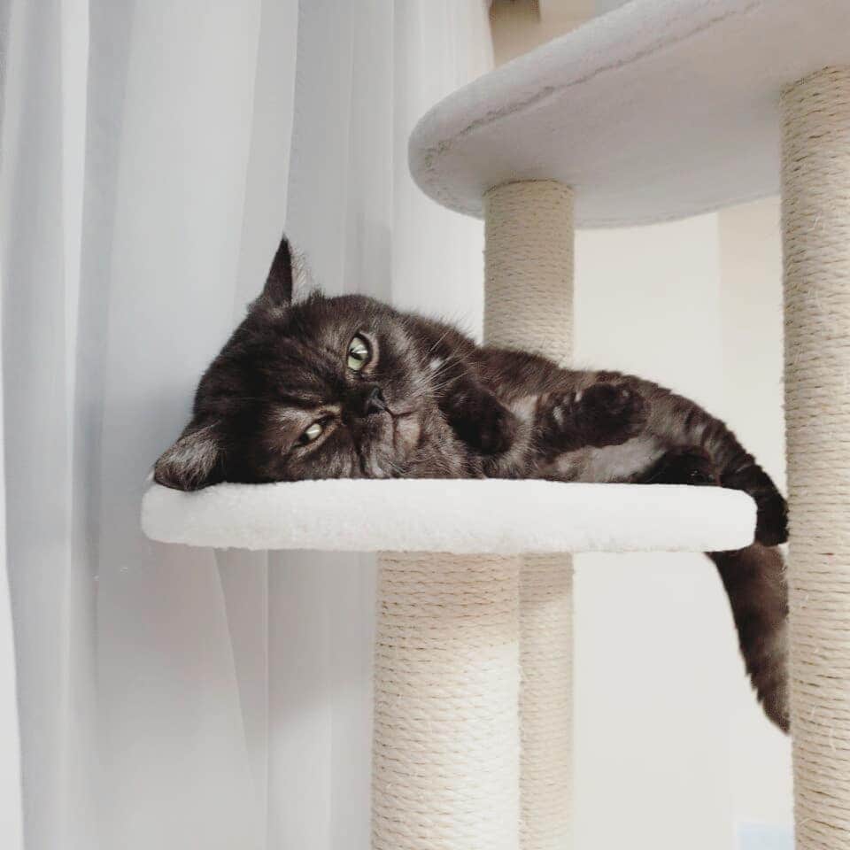 岡本真夜さんのインスタグラム写真 - (岡本真夜Instagram)「#こしあん #こしあん先生 #マンチカン #キャットタワー #眠い #猫 #家族 #ペット #catstagram #munchkincat #sleepy #cat」5月21日 9時56分 - mayookamoto510