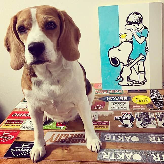 LOOTONEのインスタグラム：「スヌーピーの作品と @oo8ma_cc.lucy_ さんの愛犬LUCY とのツーショットの写真です。  すごく良い写真だったので、 許可をいただきました。 「スヌーピーは世界イチ有名なビーグル犬」 スヌーピーがビーグルだって、 いままで知りませんでした。💦 勉強になりました。😊 @oo8ma_cc.lucy_ さん、  良い写真をありがとうございます。😊」