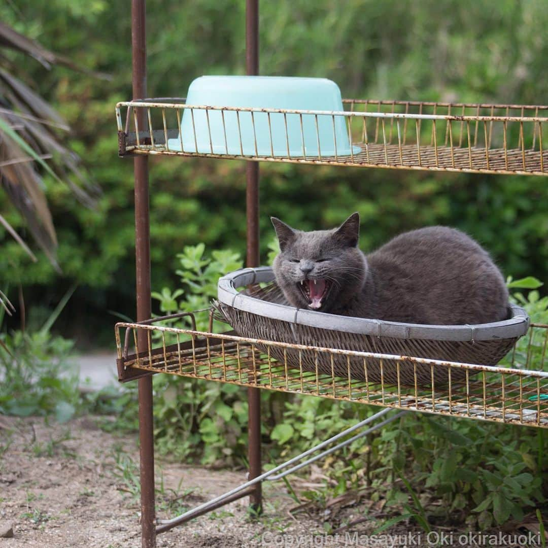 Masayukiさんのインスタグラム写真 - (MasayukiInstagram)「ざるねこ。  おはようございます。 Good morning from Tokyo Japan ☔️ #cat #ねこ」5月21日 10時13分 - okirakuoki