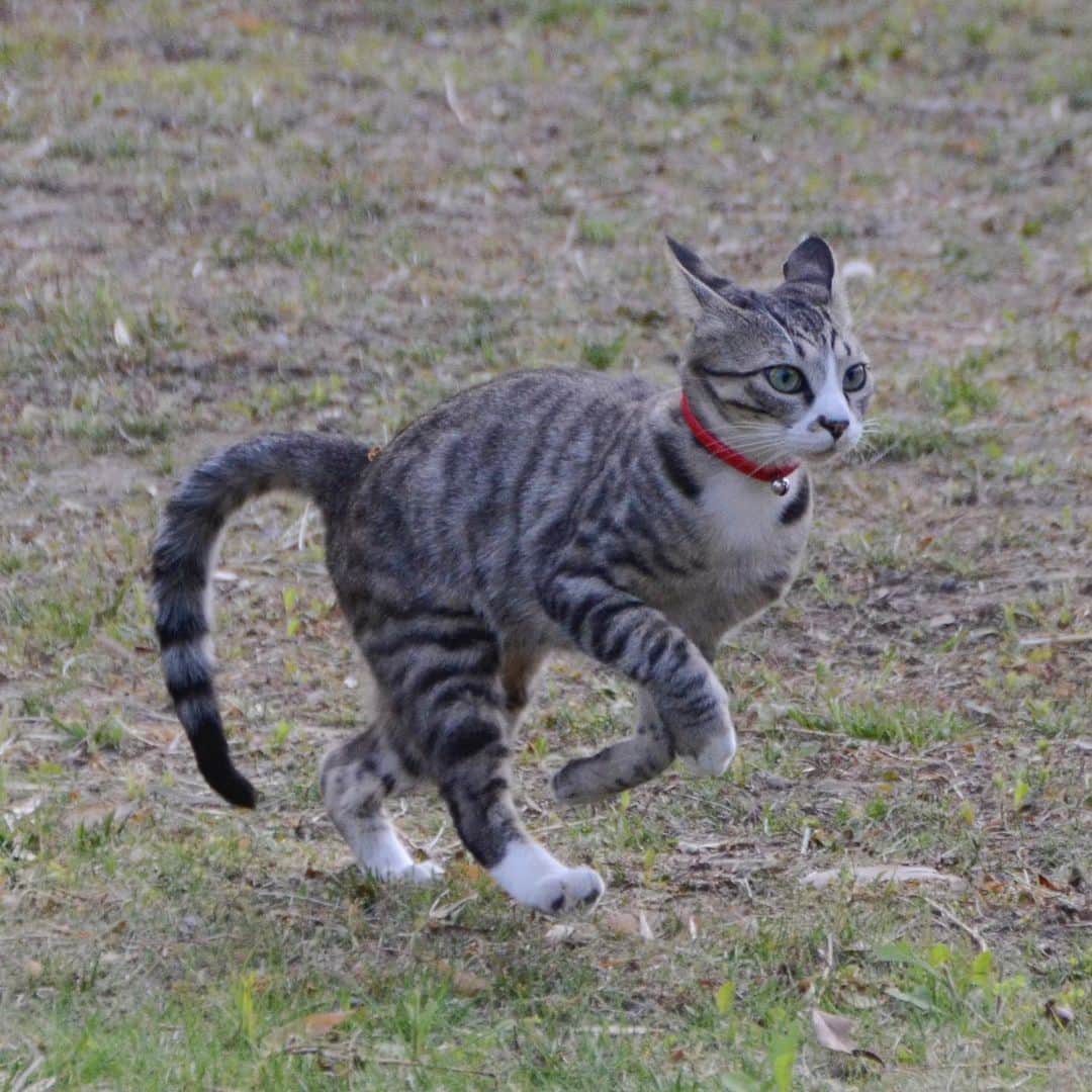 やふさんのインスタグラム写真 - (やふInstagram)「ティラノ3号爆誕（1号もも、2号京太） . #cat #neko #catlovers #catsofinstagram #catstagram #instacat #猫 #ねこ #ネコ #保護猫 #新吉 #ティラノ隊」5月21日 10時24分 - kyafy