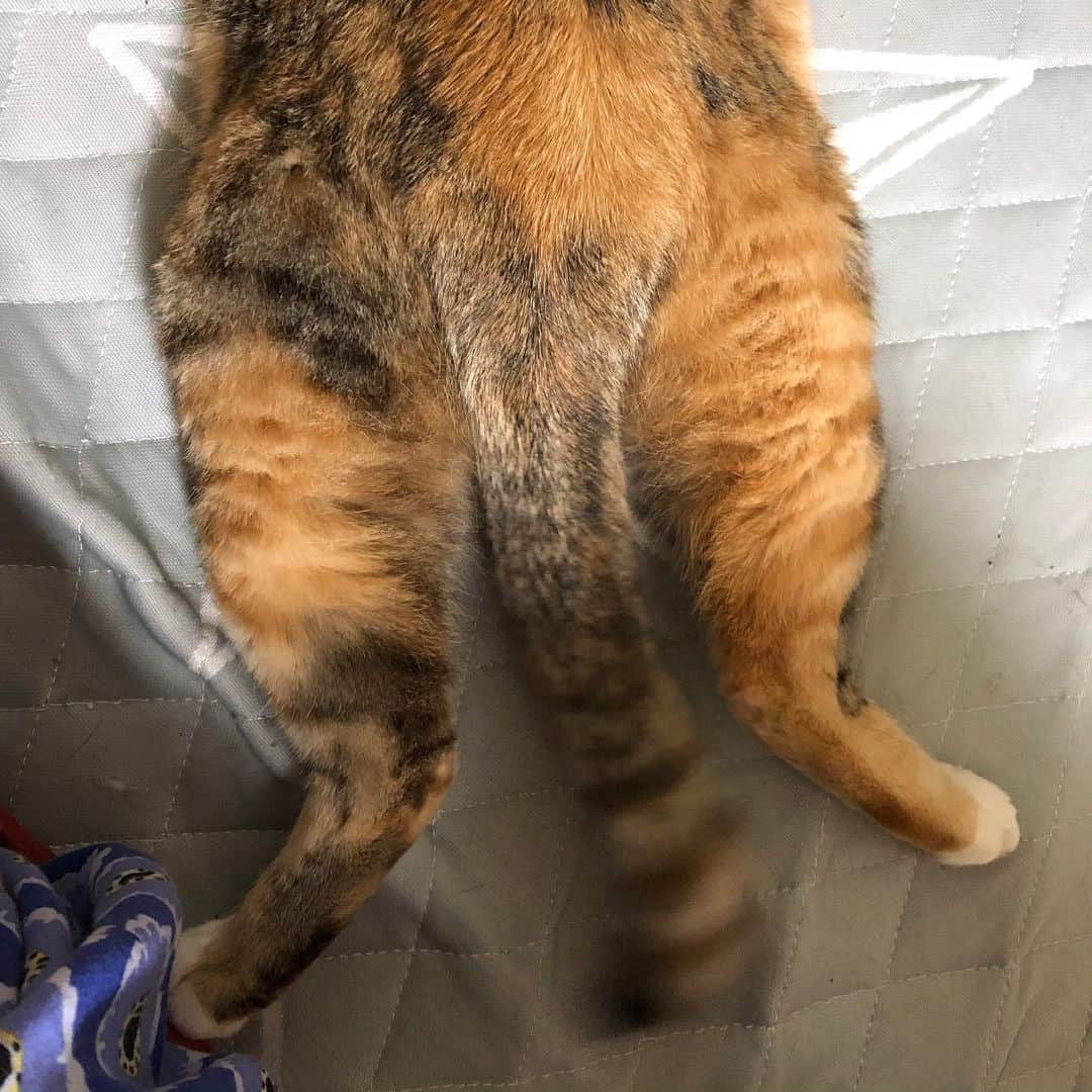 shigureさんのインスタグラム写真 - (shigureInstagram)「. この季節もやって来ました😹 この🍑も可愛い #ペットのおしりコンテスト  #みんにゃに元気を届け隊  #IGersjp #ねこ部 #関西ねこ部 #ふわもこ部#mofmo#peco#pecon #サンデイ#sippo#朝ワンコ夕ニャンコ #みんねこ#ペコねこ部 #三毛猫ガール#三毛猫#rakutenpet#cats_of_Instagram#無敵の親バカ同盟#nyancon01  #今日のうちの子#ねこにすとパネル希望  #猫ちゃん自慢_アミーゴ #ネコケツ写真集 @editorial_company.pad」5月21日 10時21分 - shigureamanehaha