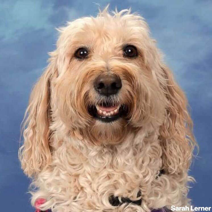 ABC Newsさんのインスタグラム写真 - (ABC NewsInstagram)「"They are such an integral part of school here, and life here now." The comfort dogs that worked to help the students of Marjory Stoneman Douglas High School heal following the Valentine's Day massacre last year were given their own page in the school's yearbook.」5月21日 10時22分 - abcnews