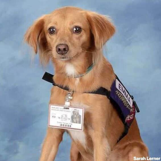 ABC Newsさんのインスタグラム写真 - (ABC NewsInstagram)「"They are such an integral part of school here, and life here now." The comfort dogs that worked to help the students of Marjory Stoneman Douglas High School heal following the Valentine's Day massacre last year were given their own page in the school's yearbook.」5月21日 10時22分 - abcnews