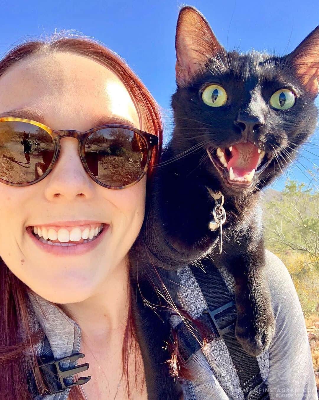 Cats of Instagramさんのインスタグラム写真 - (Cats of InstagramInstagram)「From @cashmeowtside: “CHEESE 🧀” #catsofinstagram」5月21日 10時50分 - cats_of_instagram