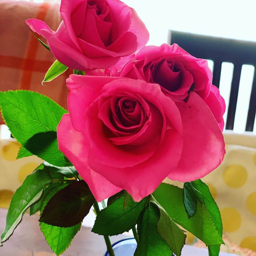 宮城麻里子さんのインスタグラム写真 - (宮城麻里子Instagram)「フランス🇫🇷の香りがする✨ …気がする。笑 濃厚なピンクの薔薇。 とても嬉しい。 TOBIさんありがとう。」5月21日 11時59分 - miyagimariko