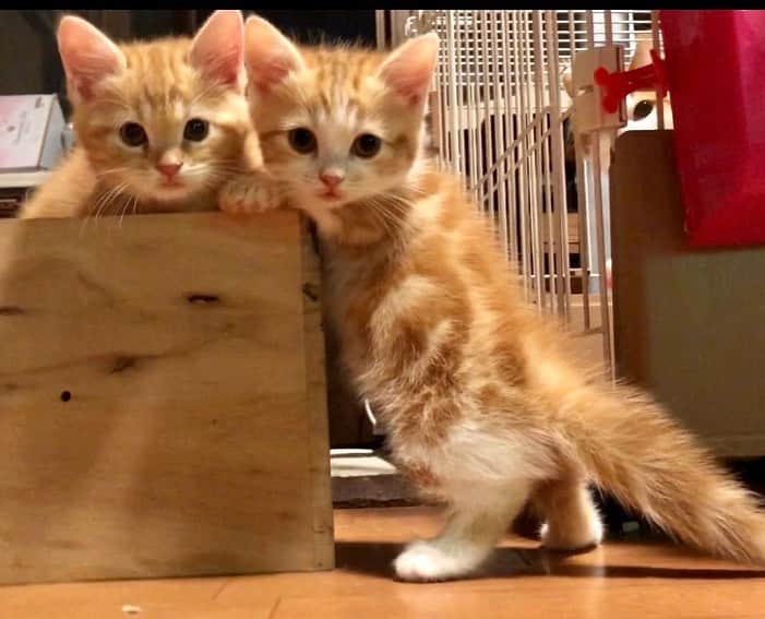 まんちの樹（マンチカンブリーダー）さんのインスタグラム写真 - (まんちの樹（マンチカンブリーダー）Instagram)「りんごベビー：花ちゃん&信繁君。いつも一緒の仲良し兄弟。  #マンチカン#munchkin#短足マンチカン#猫#ねこ#ネコ#neko#cat#ねこ部#猫部 #子猫#kitten#kitty#にゃんすたぐらむ#猫のいる暮らし#レッドタビー#まんちの樹#猫ブリーダー#兄弟#仲良し #picneko#catstagram#catsofinstagram#catsofworld#catstagram#kittens_of_world#catlocatlover#instacat#cutecat」5月21日 12時02分 - machiyominoura