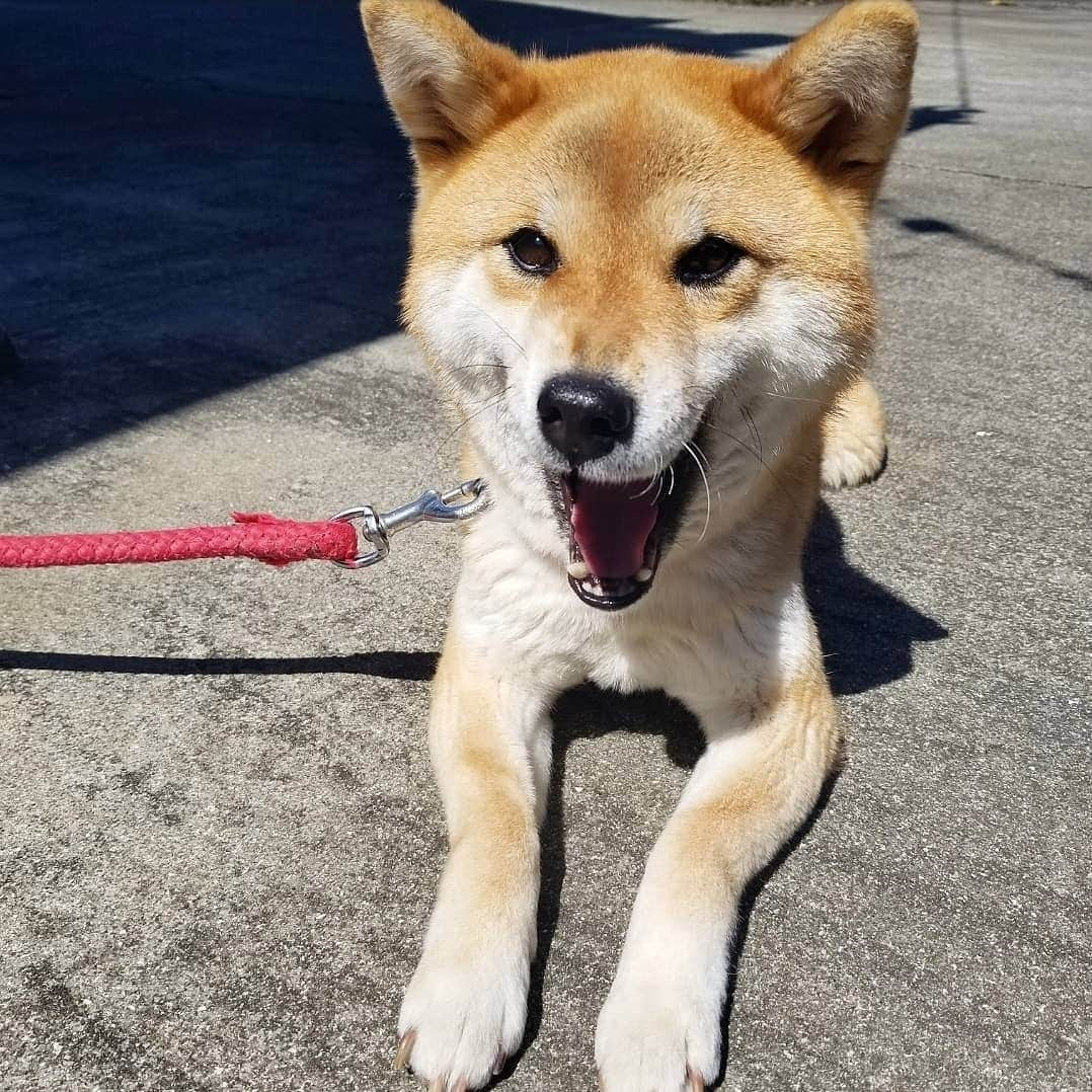 柴犬たま Shibainu Tamaさんのインスタグラム写真 - (柴犬たま Shibainu TamaInstagram)「おひさま気持ちいいな😄☀ * Caption trans🇬🇧 Tama is enjoying sunbathing😄☀ * #柴犬たま #たママ #日向ぼっこ #日光浴 #笑顔 #かなりまるい #柴犬 #shiba #shibainu #shibastagram #犬 #dog」5月21日 12時19分 - tama7653