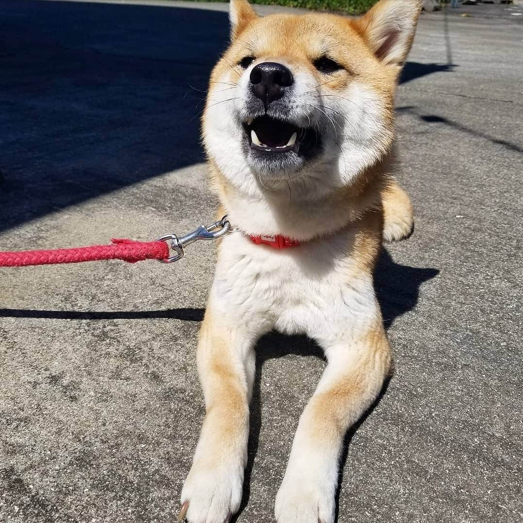 柴犬たま Shibainu Tamaさんのインスタグラム写真 - (柴犬たま Shibainu TamaInstagram)「おひさま気持ちいいな😄☀ * Caption trans🇬🇧 Tama is enjoying sunbathing😄☀ * #柴犬たま #たママ #日向ぼっこ #日光浴 #笑顔 #かなりまるい #柴犬 #shiba #shibainu #shibastagram #犬 #dog」5月21日 12時19分 - tama7653