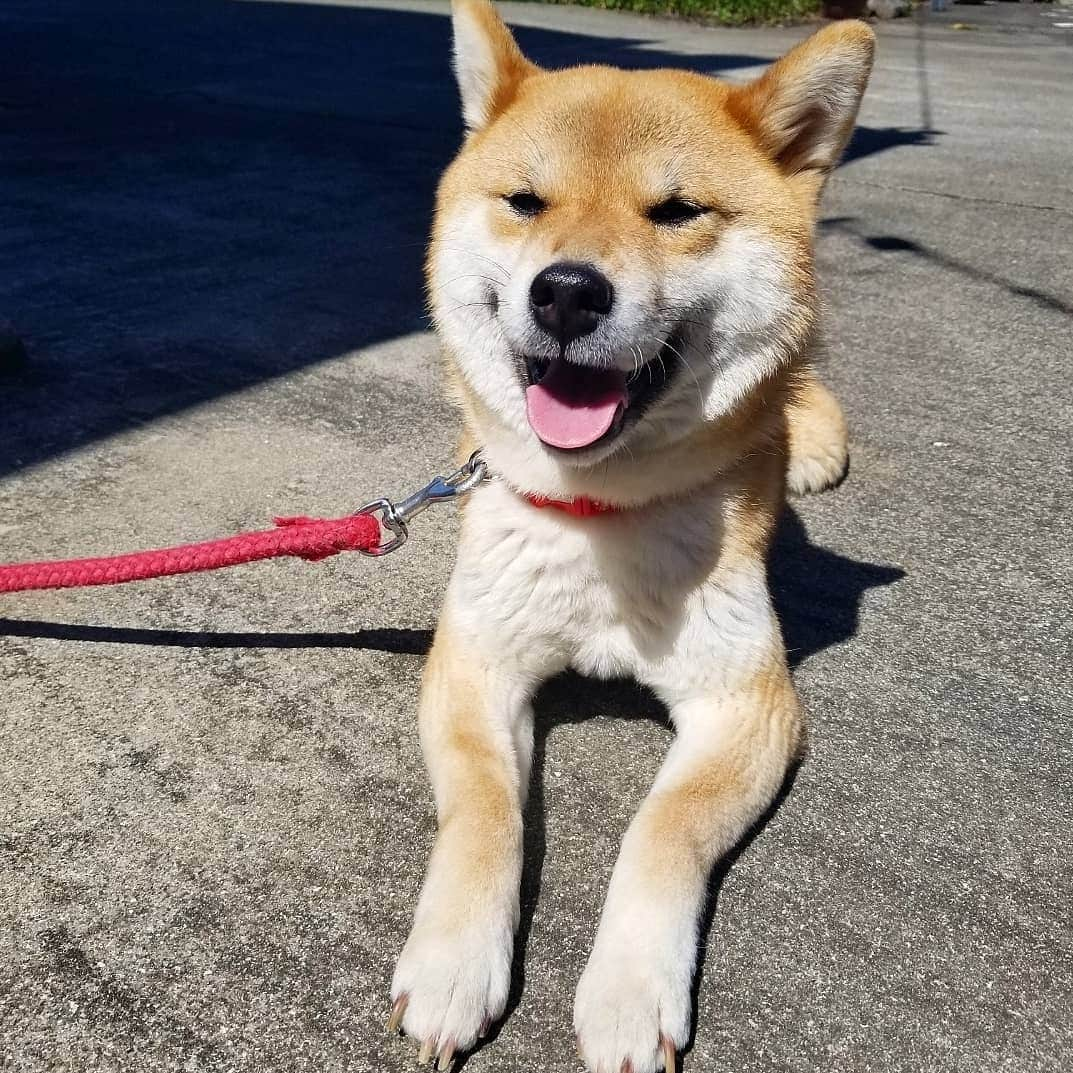 柴犬たま Shibainu Tamaさんのインスタグラム写真 - (柴犬たま Shibainu TamaInstagram)「おひさま気持ちいいな😄☀ * Caption trans🇬🇧 Tama is enjoying sunbathing😄☀ * #柴犬たま #たママ #日向ぼっこ #日光浴 #笑顔 #かなりまるい #柴犬 #shiba #shibainu #shibastagram #犬 #dog」5月21日 12時19分 - tama7653