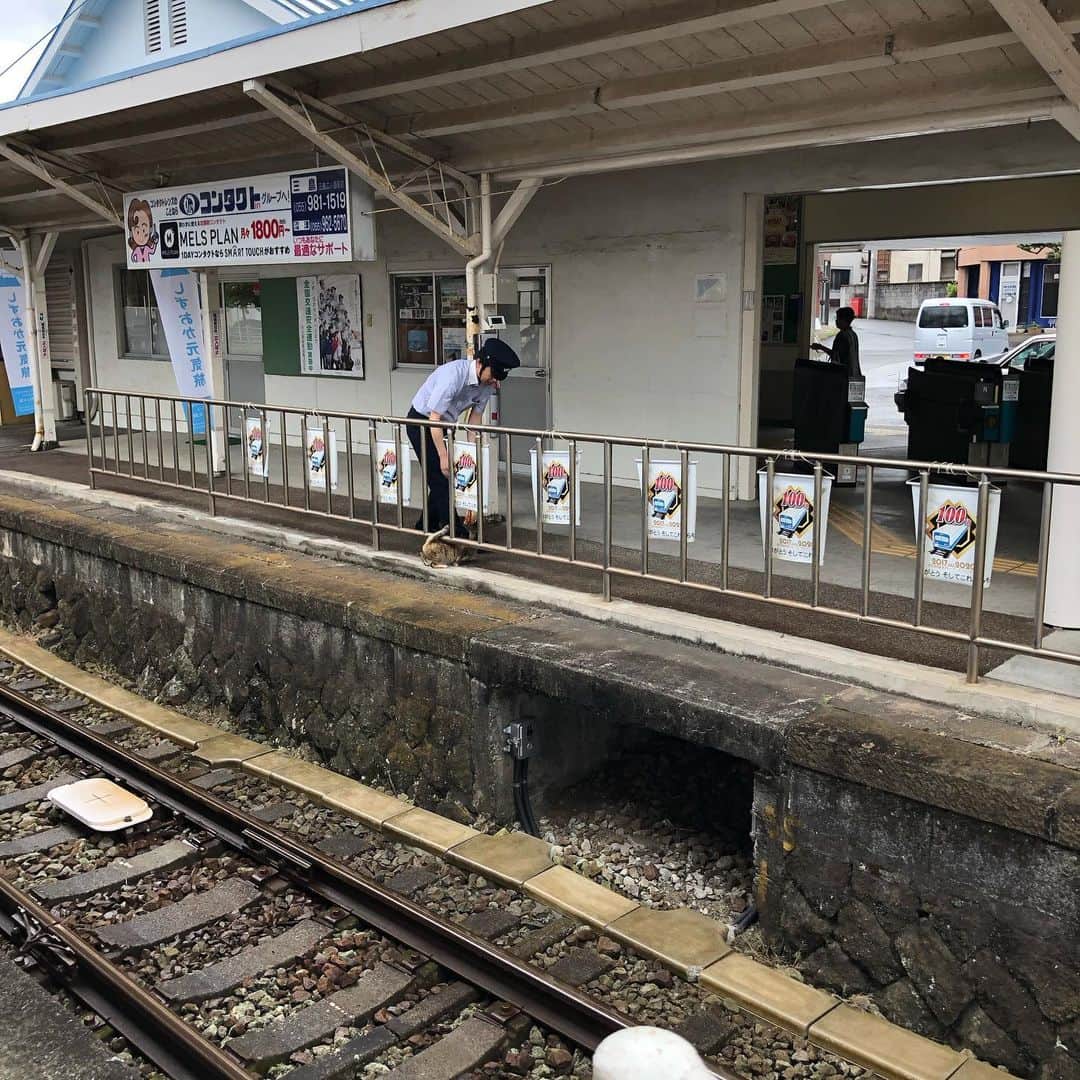 おーせさんのインスタグラム写真 - (おーせInstagram)「大仁駅から電車に乗ろうとしたら猫乱入。  朝からずっといたらしい。」5月21日 12時23分 - oosedon