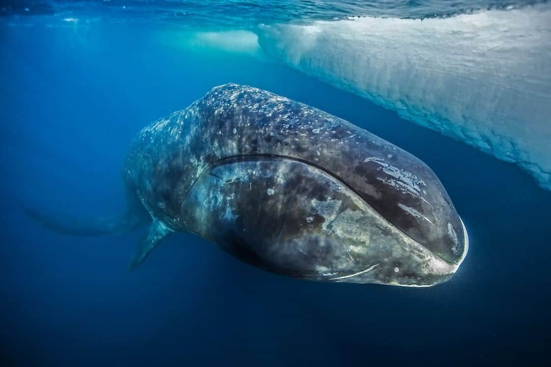 ナショナルジオグラフィックさんのインスタグラム写真 - (ナショナルジオグラフィックInstagram)「Photo by Paul Nicklen @PaulNicklen | This curious bowhead whale came to greet me while I was diving in the Canadian Arctic. As I hovered in the frigid water along the north coast of Baffin Island, this whale came so close that it actually pushed me with its chin. Able to live over 200 years, bowhead whales have the longest life span of any mammal on Earth. Their populations were once almost wiped out by whaling, and they now face the new threat of a warming Arctic. Higher temperatures are rapidly melting sea ice, on which they rely for copepods, their main food source. #FollowMe at @PaulNicklen and explore my feed for more photos of whales. #bowhead #Arctic #ocean #underwaterphotography」5月21日 12時33分 - natgeo