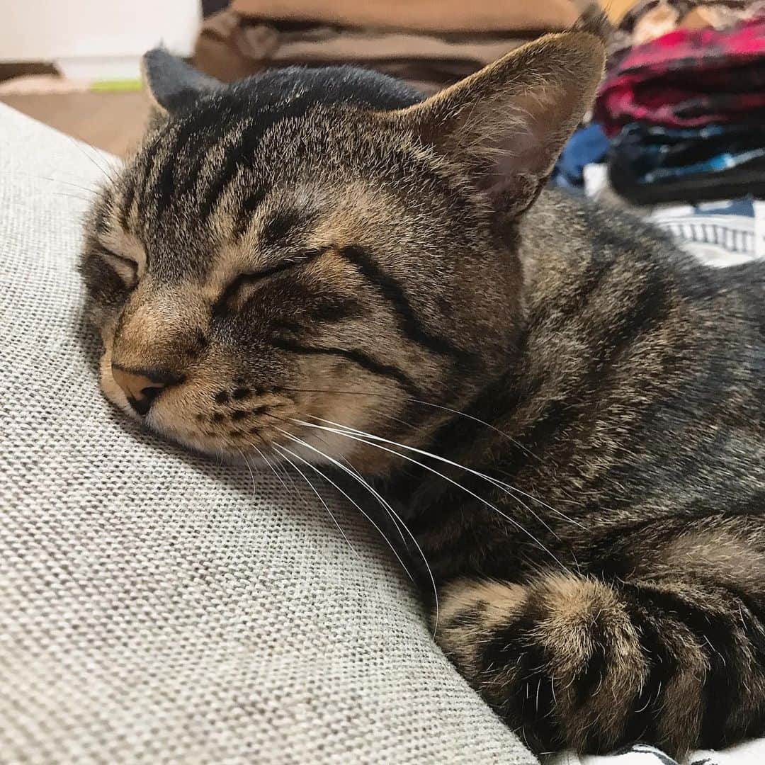 Musashiさんのインスタグラム写真 - (MusashiInstagram)「おはムサシ！ 雨の日は…ね…む…💤 Sleepy head. #musashi #mck #cat #キジトラ #ムサシさん #ねこすたぐらむ #musashi_the_cat」5月21日 12時36分 - _daisy