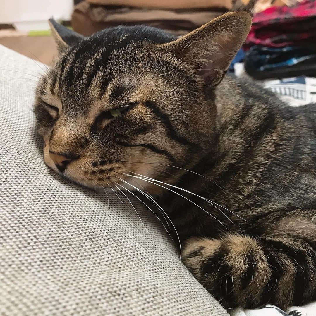 Musashiさんのインスタグラム写真 - (MusashiInstagram)「おはムサシ！ 雨の日は…ね…む…💤 Sleepy head. #musashi #mck #cat #キジトラ #ムサシさん #ねこすたぐらむ #musashi_the_cat」5月21日 12時36分 - _daisy