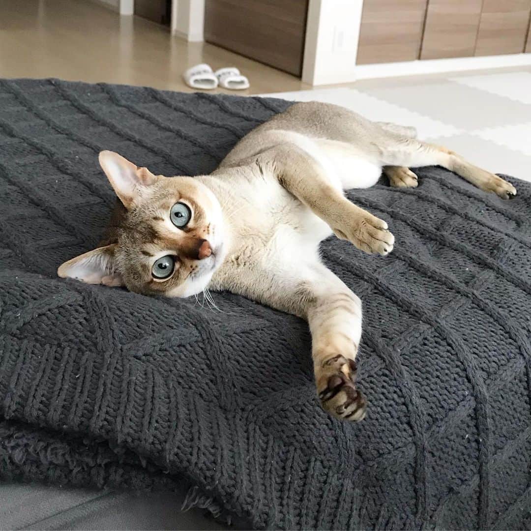 モルト♡Malt(Singapuracat)のインスタグラム：「あそんでくれぇ〜🐾 * 大雨だけど元気😸☔︎」