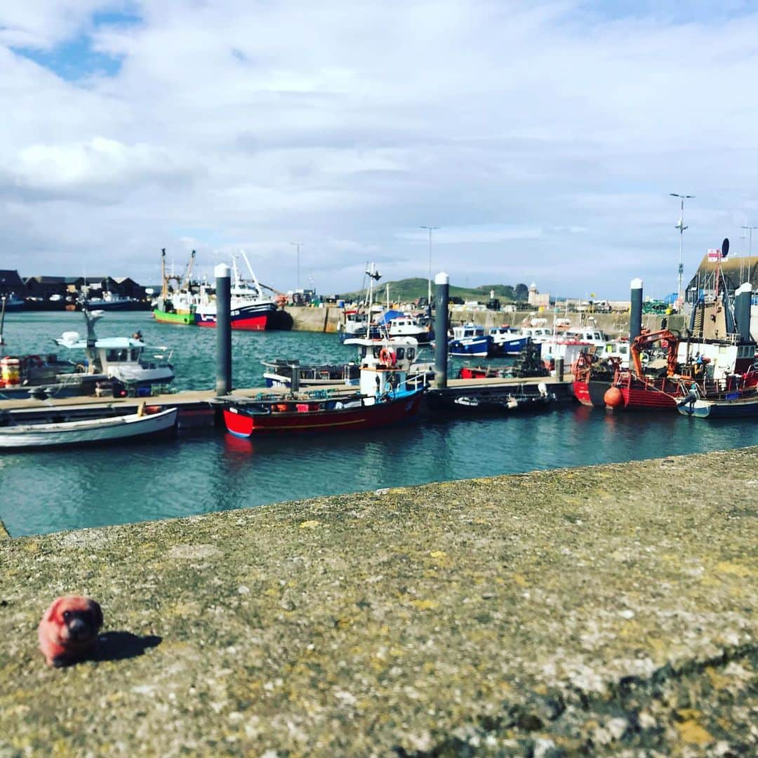 ころさんのインスタグラム写真 - (ころInstagram)「ころツーリスト in アイルランドの港町 ハウス  首都ダブリンから少し離れた落ち着いた港町ハウス！  みんな日曜日を楽しんでいて町全体から幸せな時間が流れていたよ！  ころの他の写真を見たい方はこちらから！ @koro.dottokoi .  #犬 #ころ #アイルランド #ダブリン #海 #港 #港町 #日曜日  #dog #koro #ireland #dublin #sea #port #sunday」5月21日 13時01分 - koro.dottokoi